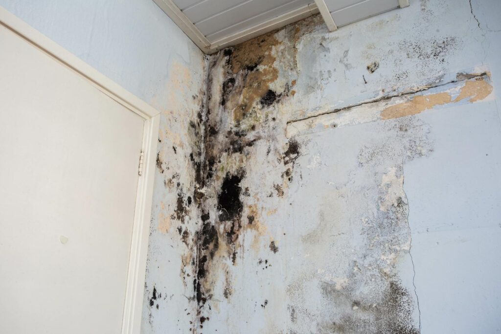 3 Best Mold Remediation Techniques for Water Damage