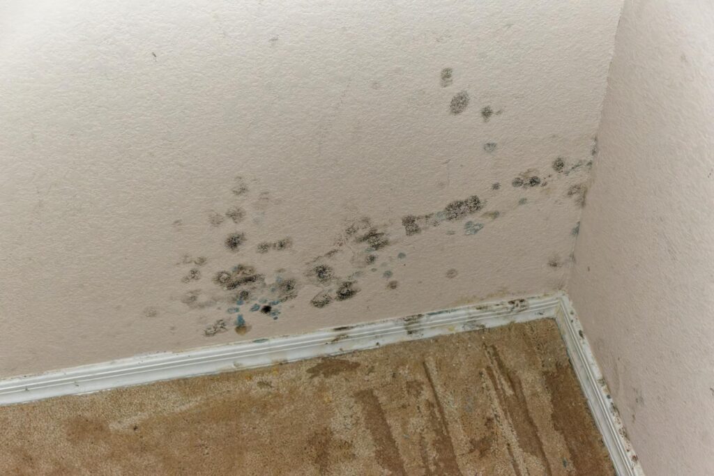 Why Use Proven Mold Remediation Techniques After Water Damage?